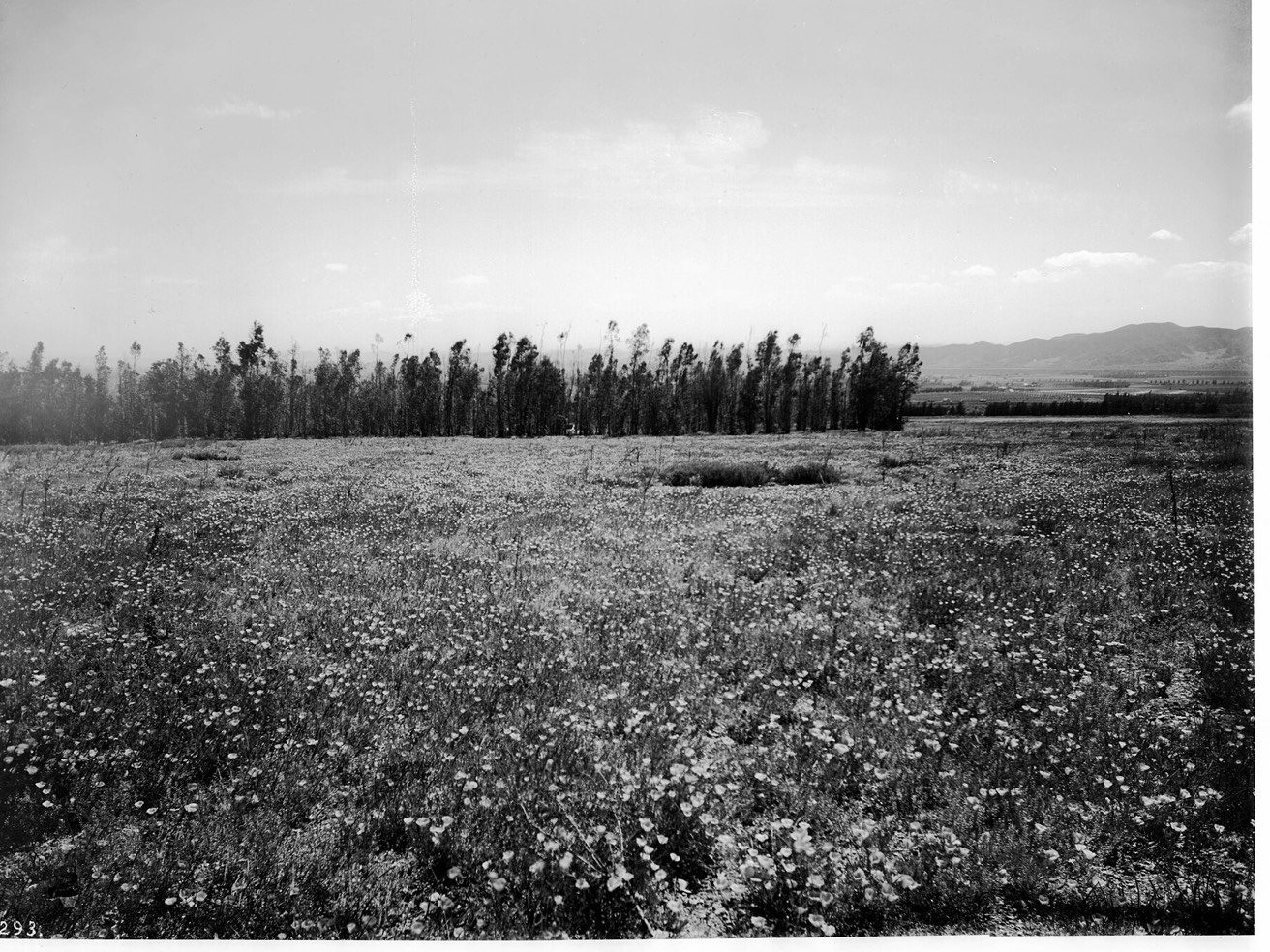 Old photograph of a field of poppies in Altadena, California