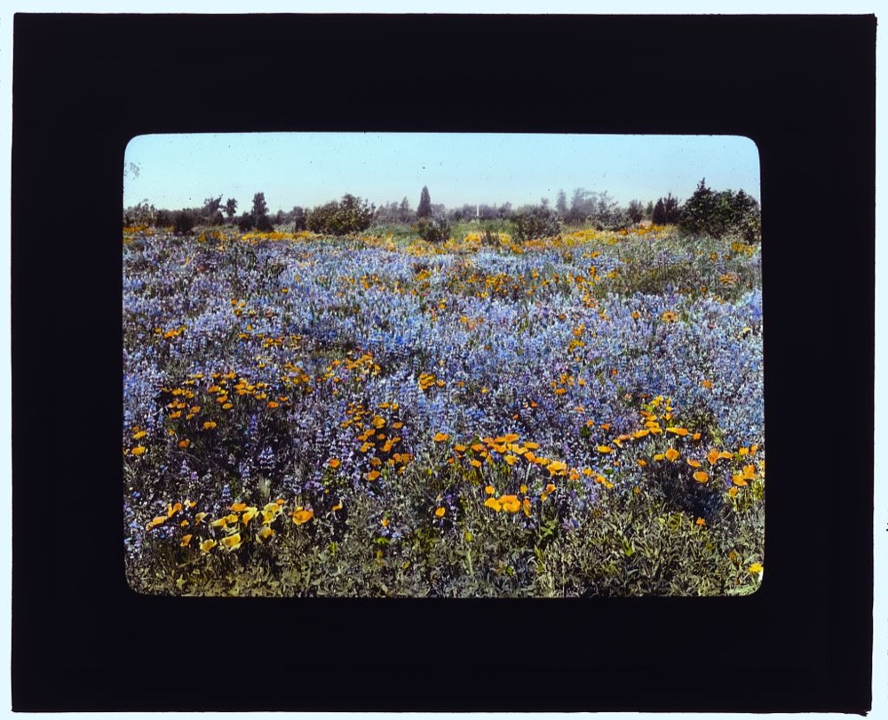 Old photograph of a field of poppies and lupin in California